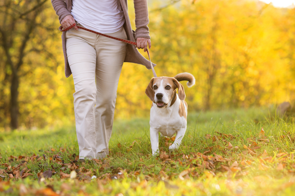 Dog friendly walking routes Liverpool, Merseyside.