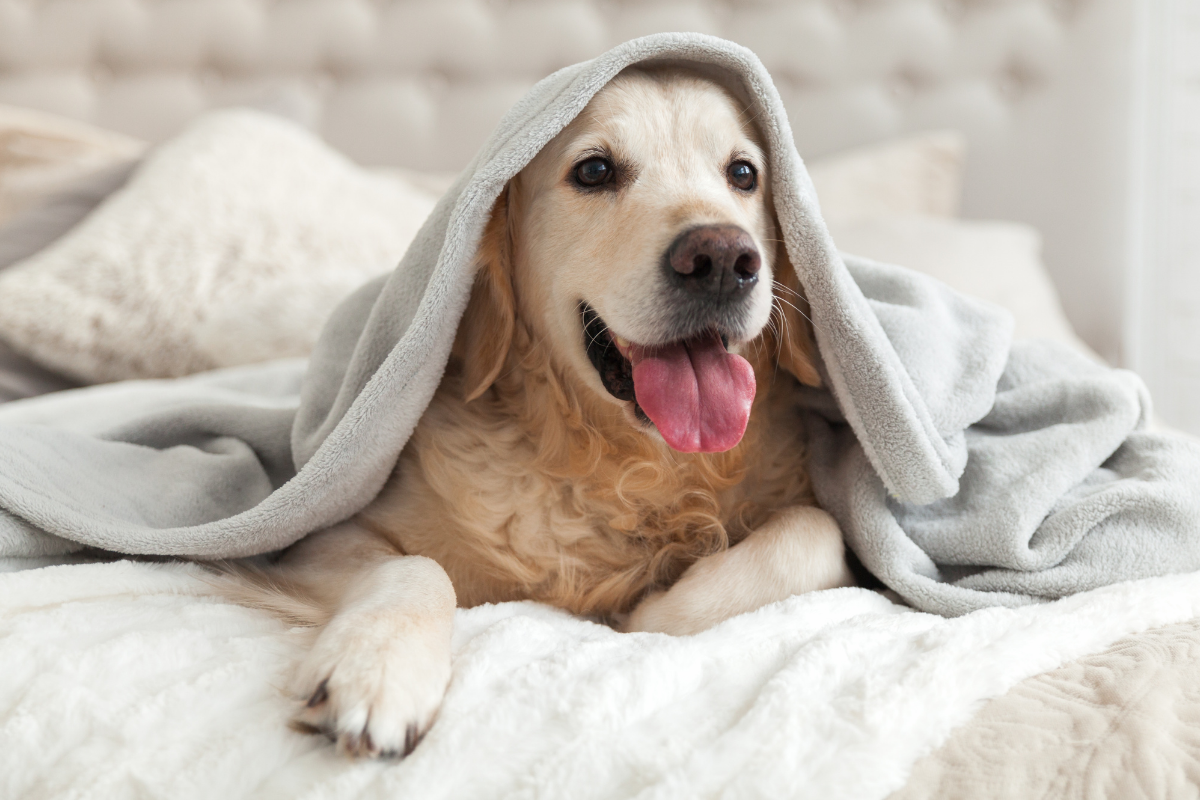 Dog friendly hotel package Liverpool, Merseyside.