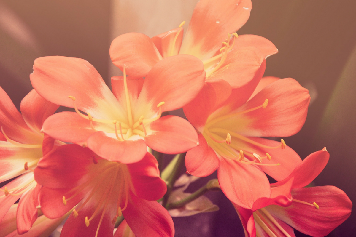 Funeral flowers